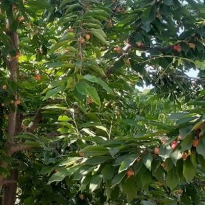 باغ بادام روستای حجت اباد چادگان