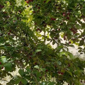 باغ روستای حجت اباد شرکت چند منظوره حجت اباد