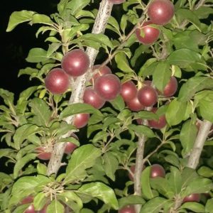 باغ بادام شهرکرد چادگان روستا حجت اباد