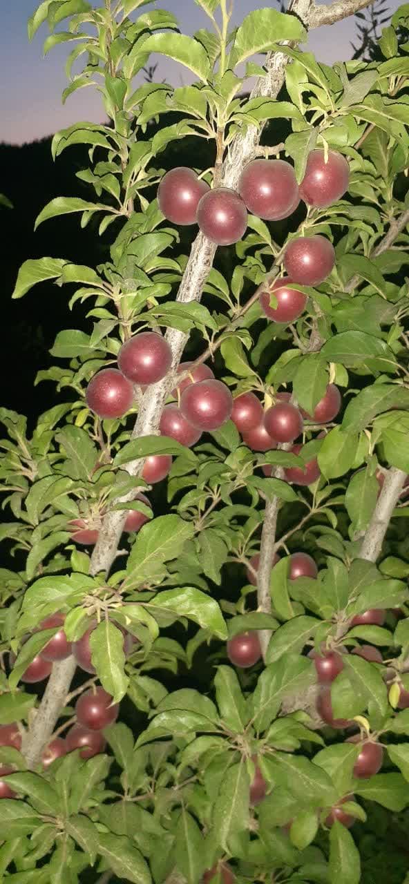 photo_2025-02-24_19-56-57.jpgبادام غرقابی شهرکرد فروشی